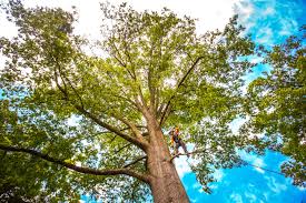 Best Tree Mulching  in Rainelle, WV
