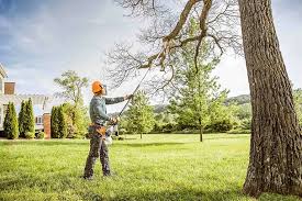 Best Tree Removal  in Rainelle, WV
