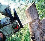 Best Leaf Removal  in Rainelle, WV