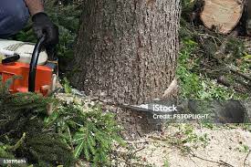 Best Palm Tree Trimming  in Rainelle, WV
