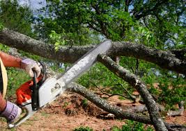 Best Firewood Processing and Delivery  in Rainelle, WV