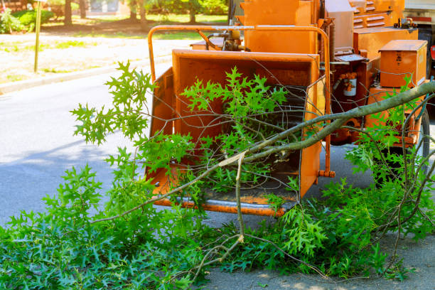 Best Grass Overseeding  in Rainelle, WV
