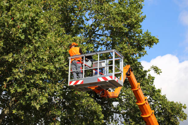 Best Tree Health Inspection  in Rainelle, WV