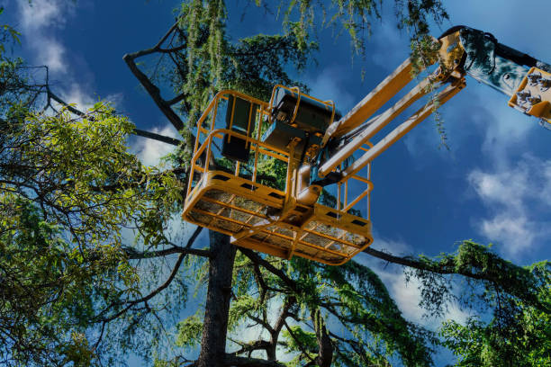 Reliable Rainelle, WV Tree Services Solutions