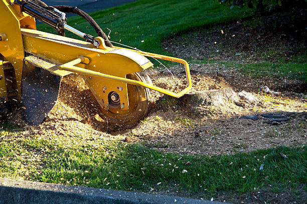 Best Fruit Tree Pruning  in Rainelle, WV