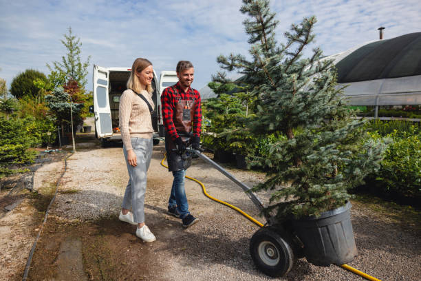 How Our Tree Care Process Works  in  Rainelle, WV